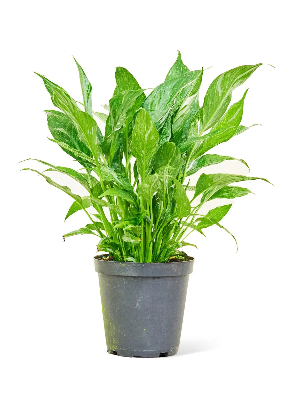 Variegated Peace Lily - Hive Plants -