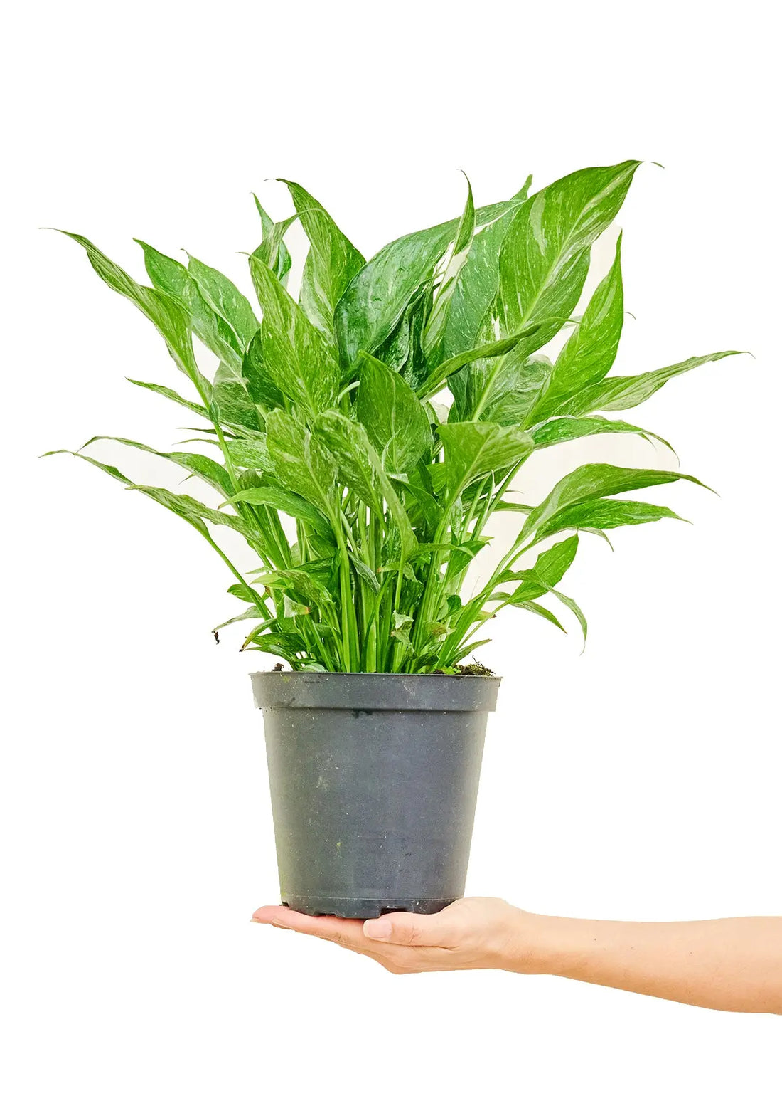 Variegated Peace Lily - Hive Plants -