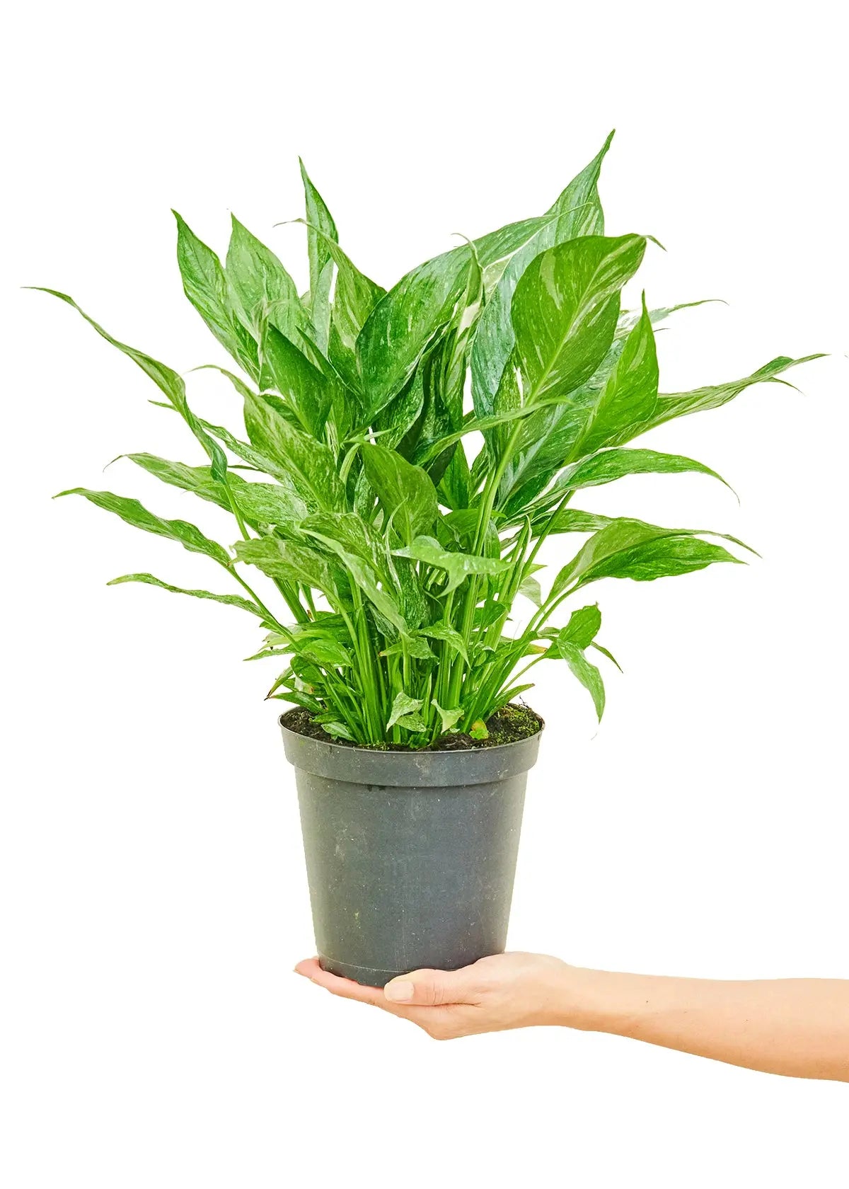 Variegated Peace Lily - Hive Plants -