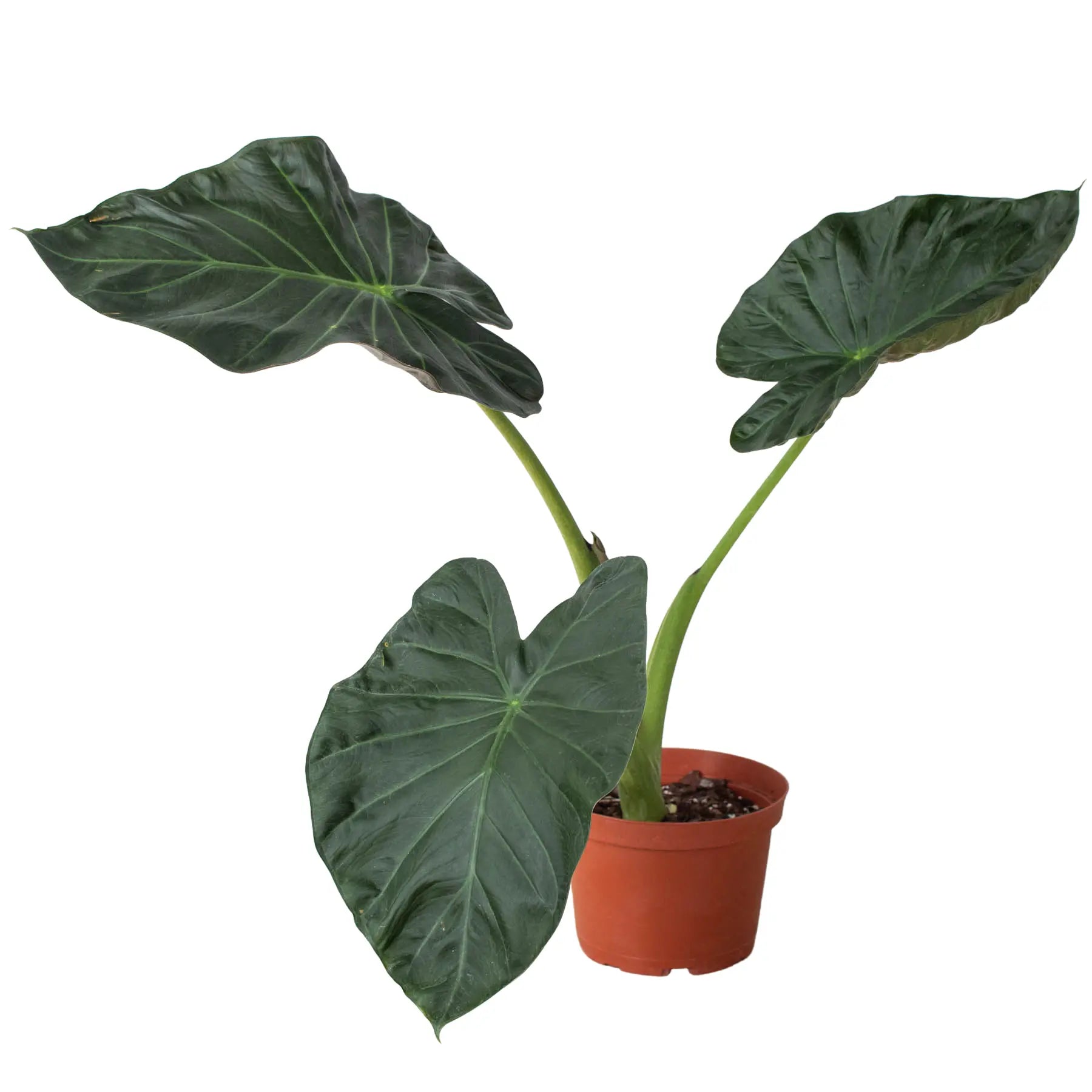 Alocasia Regal Shields - Hive Plants -