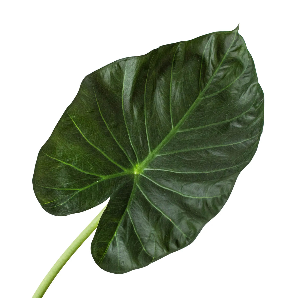 Alocasia Regal Shields - Hive Plants -