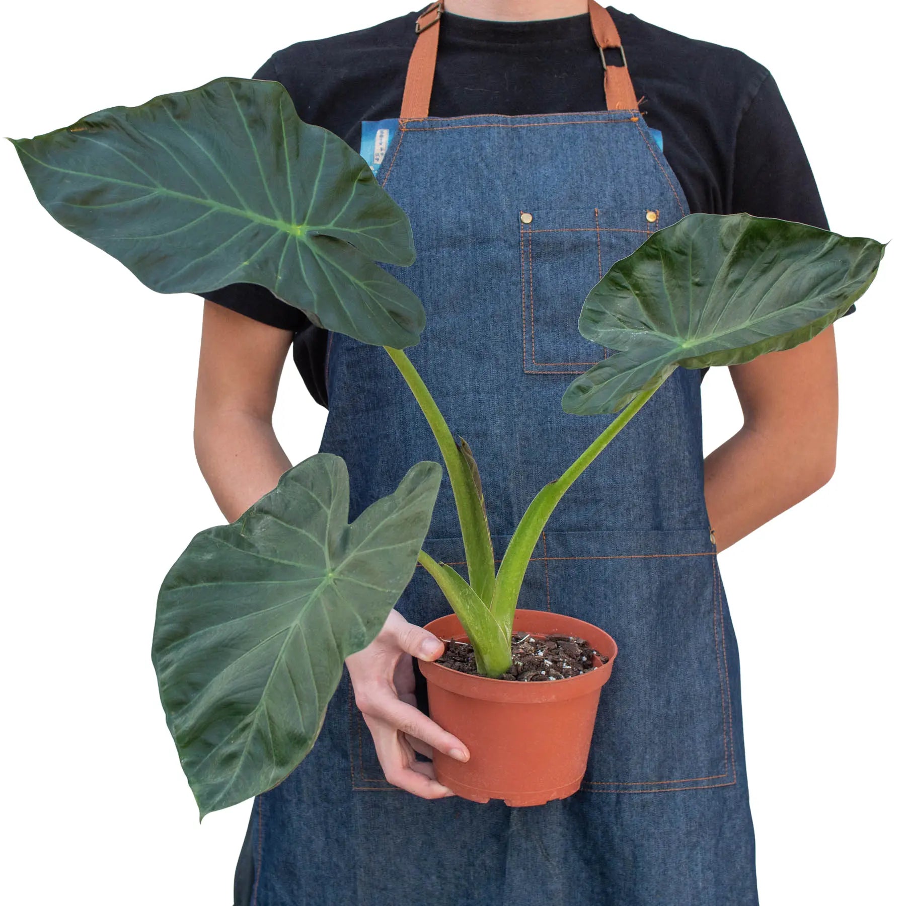 Alocasia Regal Shields - Hive Plants -