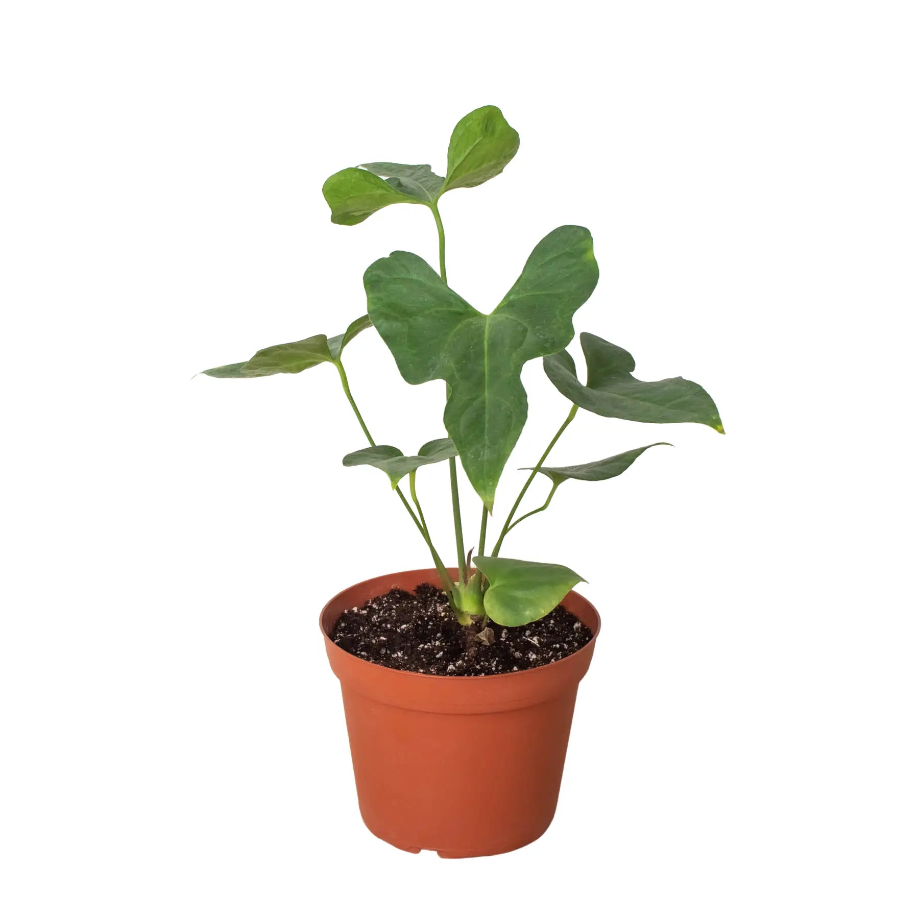 Anthurium &