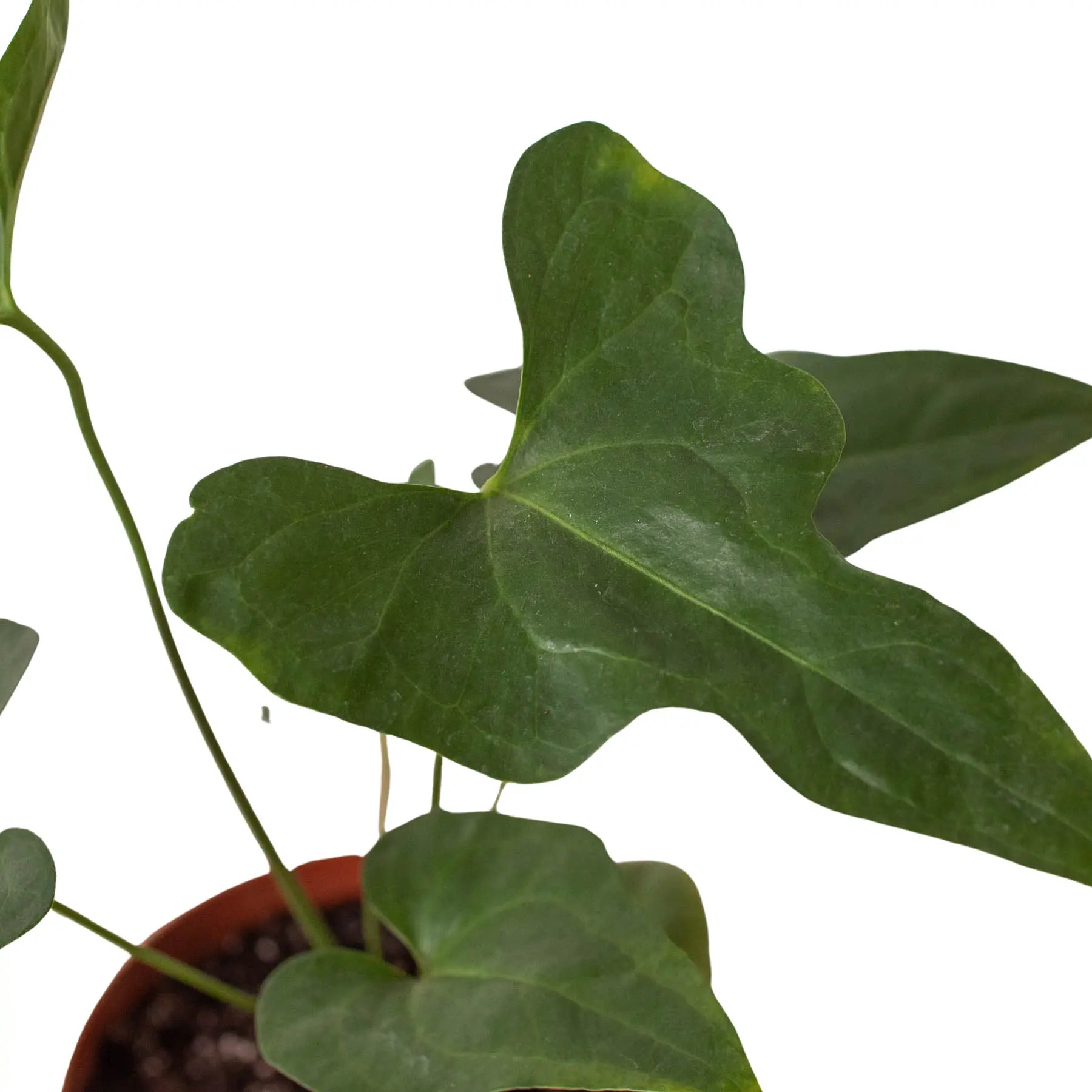 Anthurium &