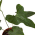 Anthurium &
