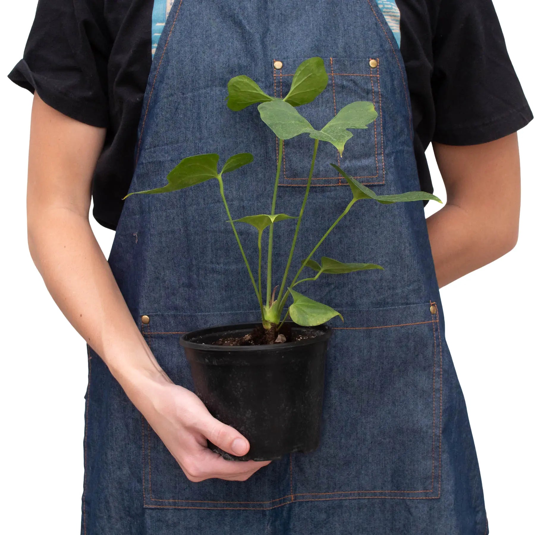 Anthurium &
