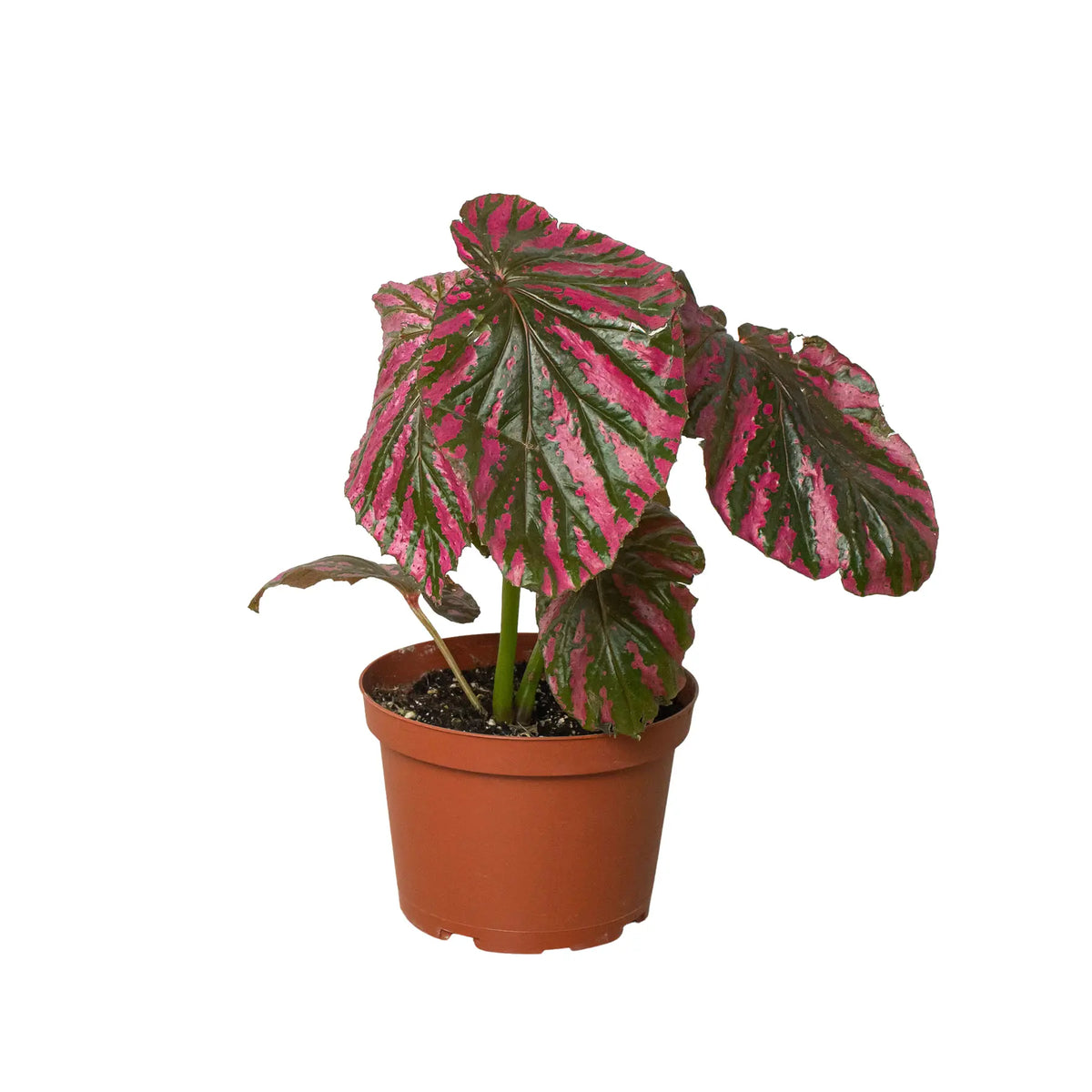 Begonia &
