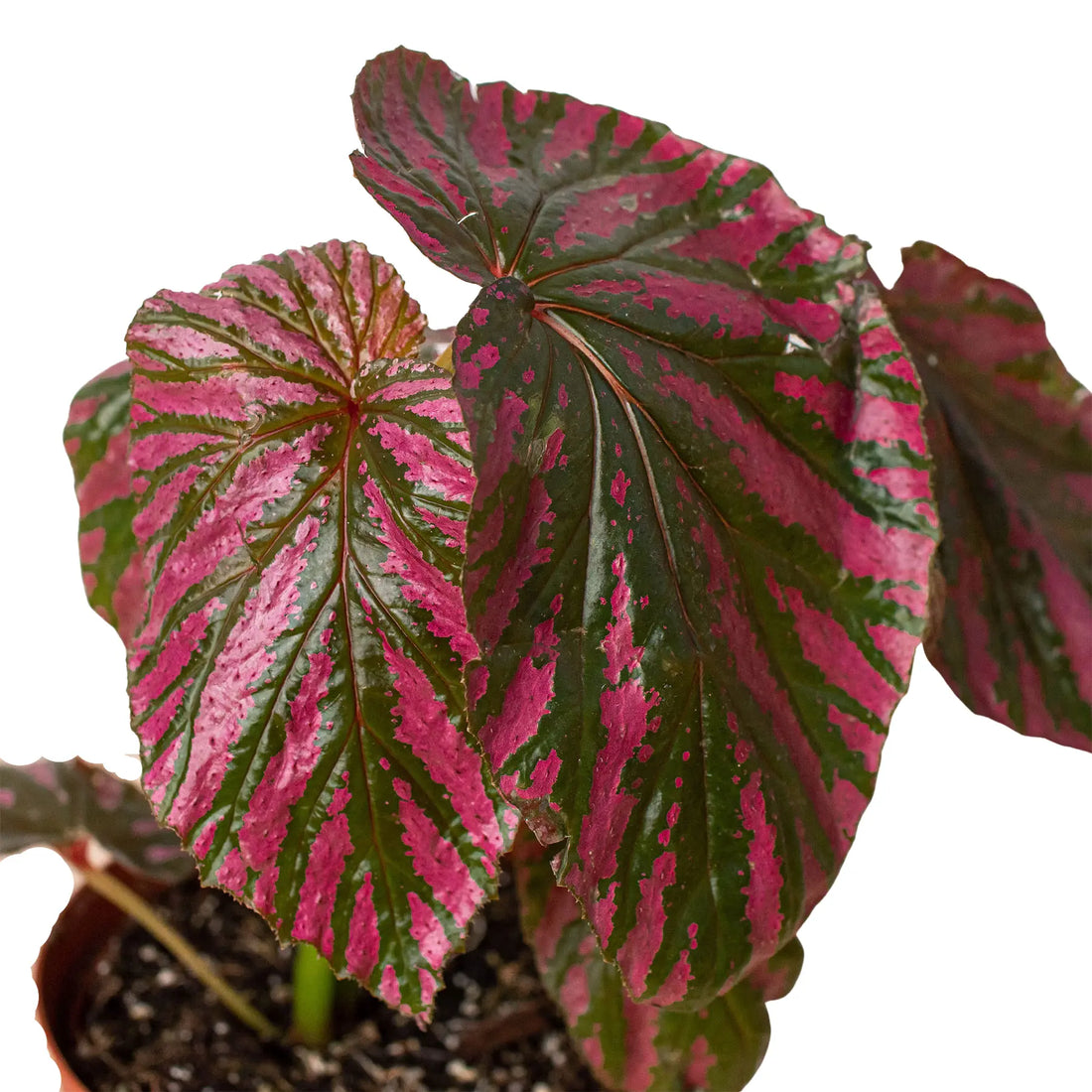 Begonia &