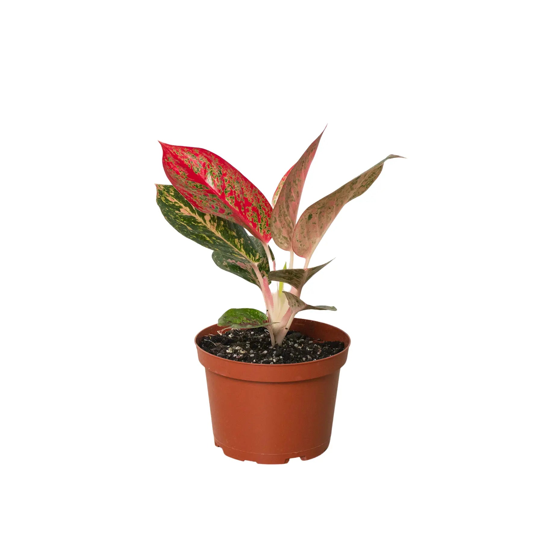 Chinese Evergreen &