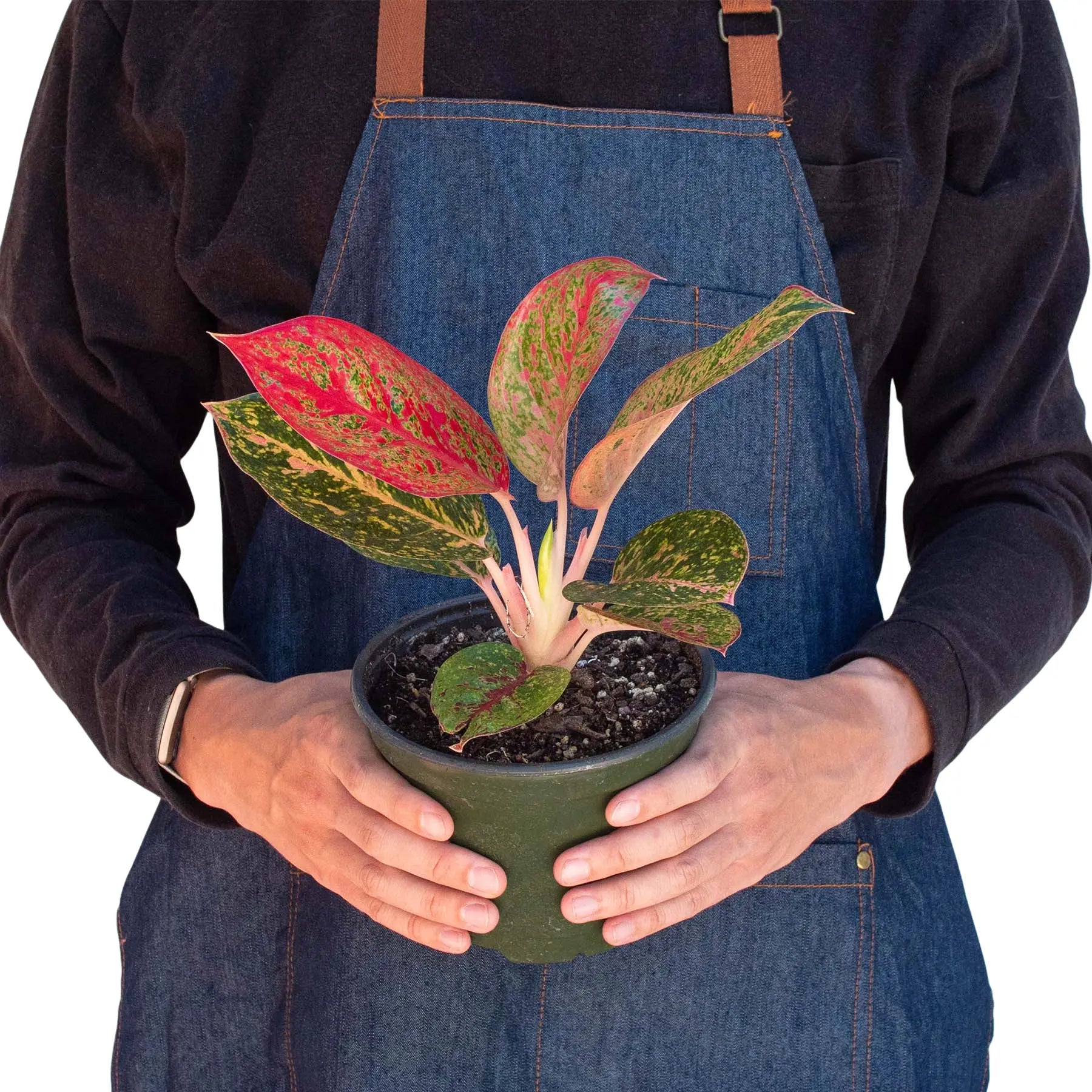 Chinese Evergreen &