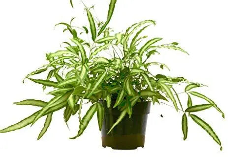 Pteris Cretica &