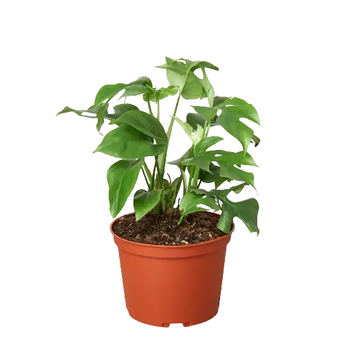 Mini Monstera &