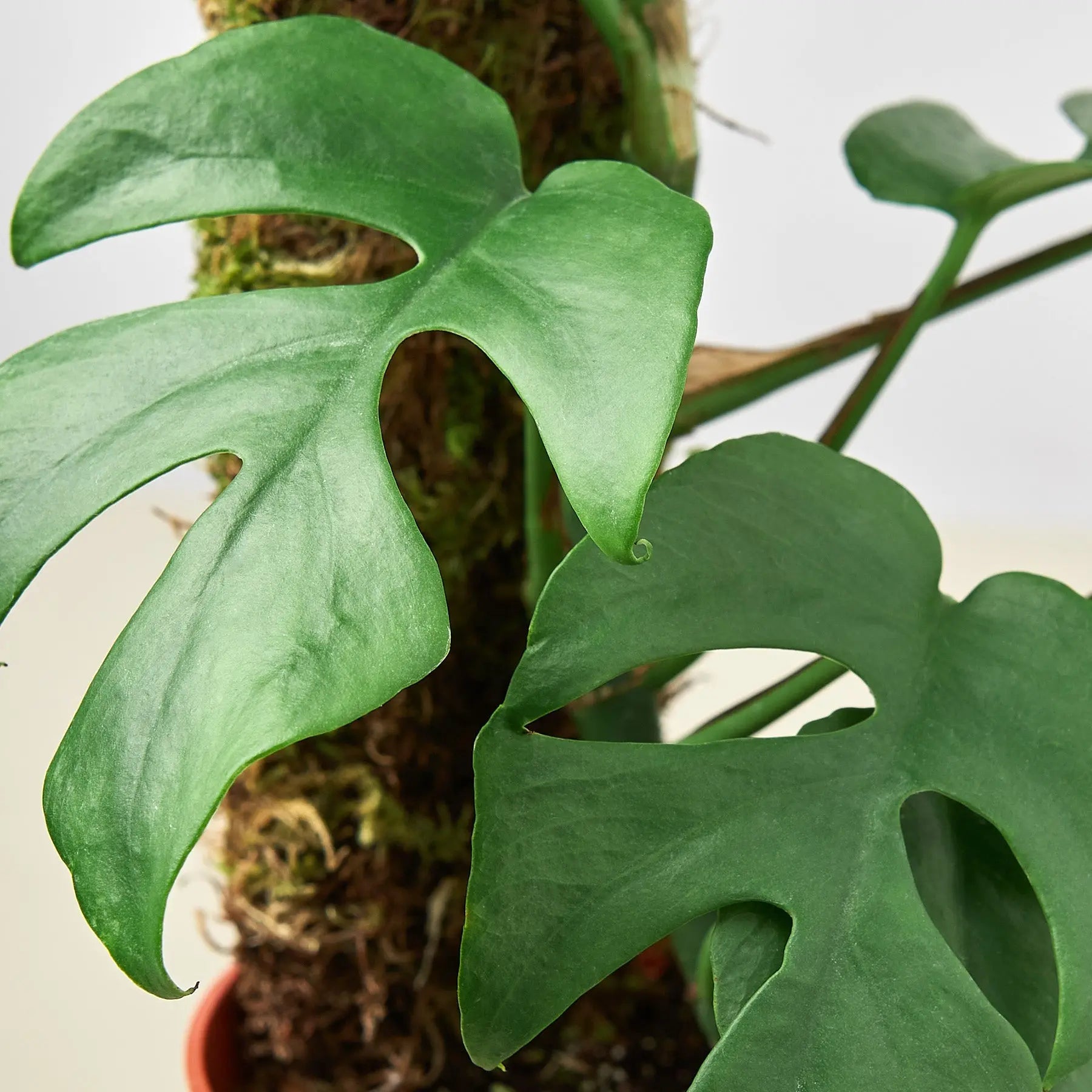 Mini Monstera &