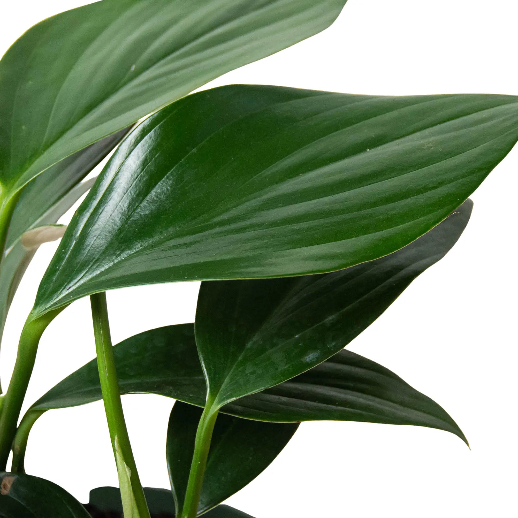 Philodendron &