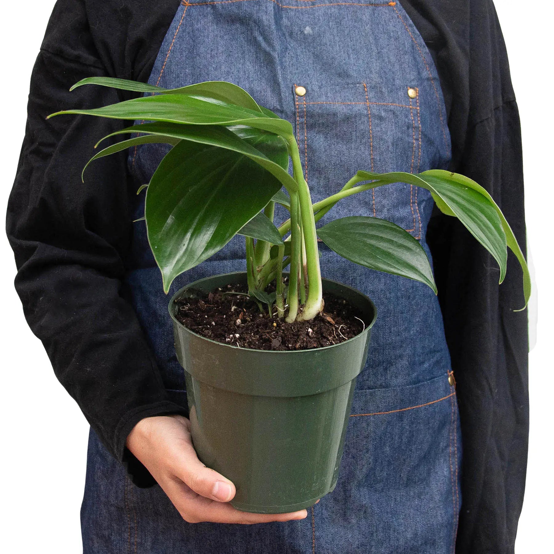 Philodendron &