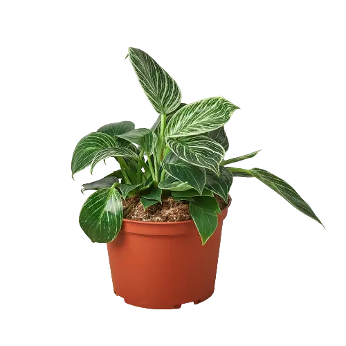 Philodendron &