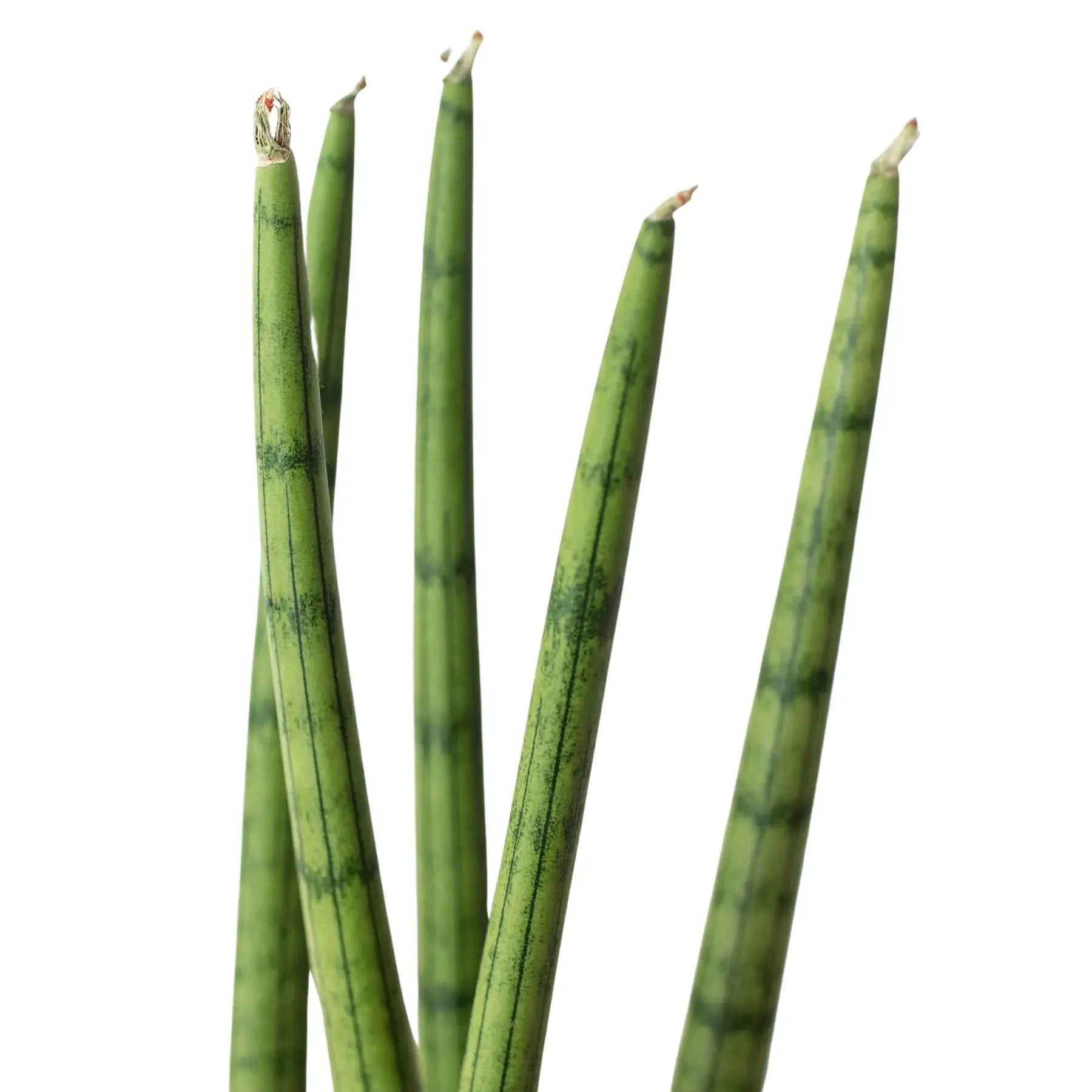 Snake Plant &