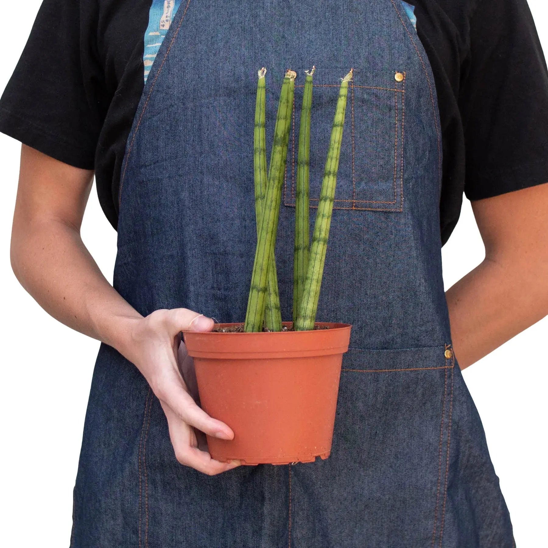 Snake Plant &
