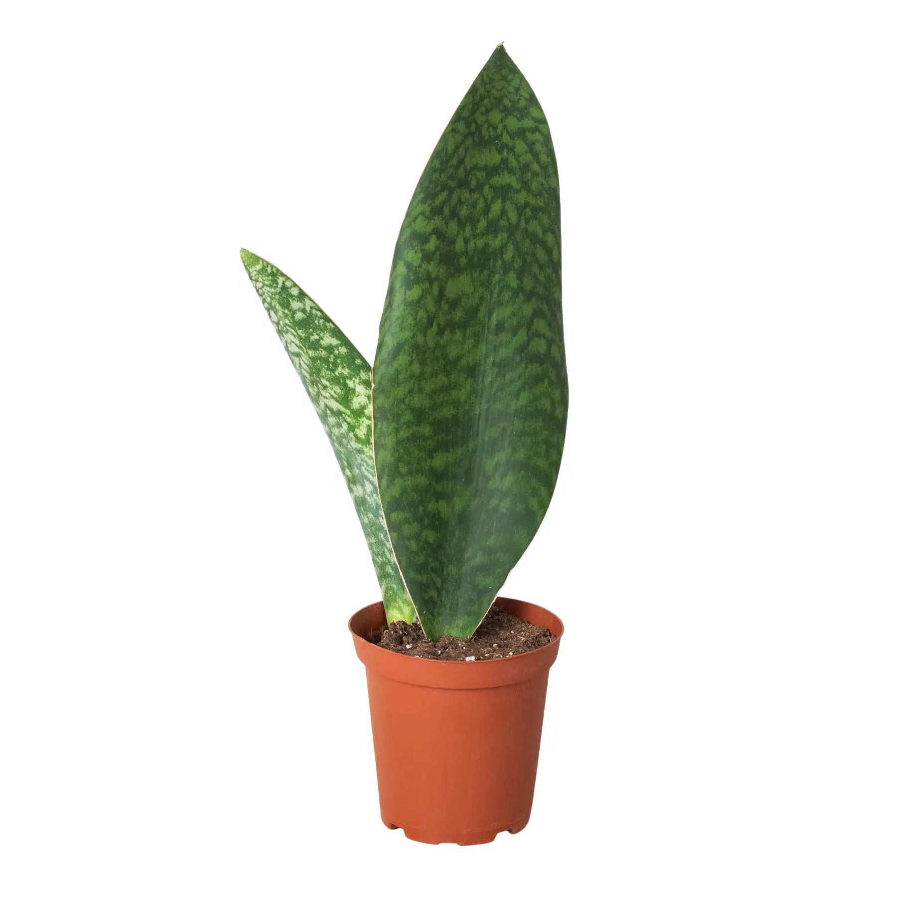 Shark Fin Snake Plant - Hive Plants -