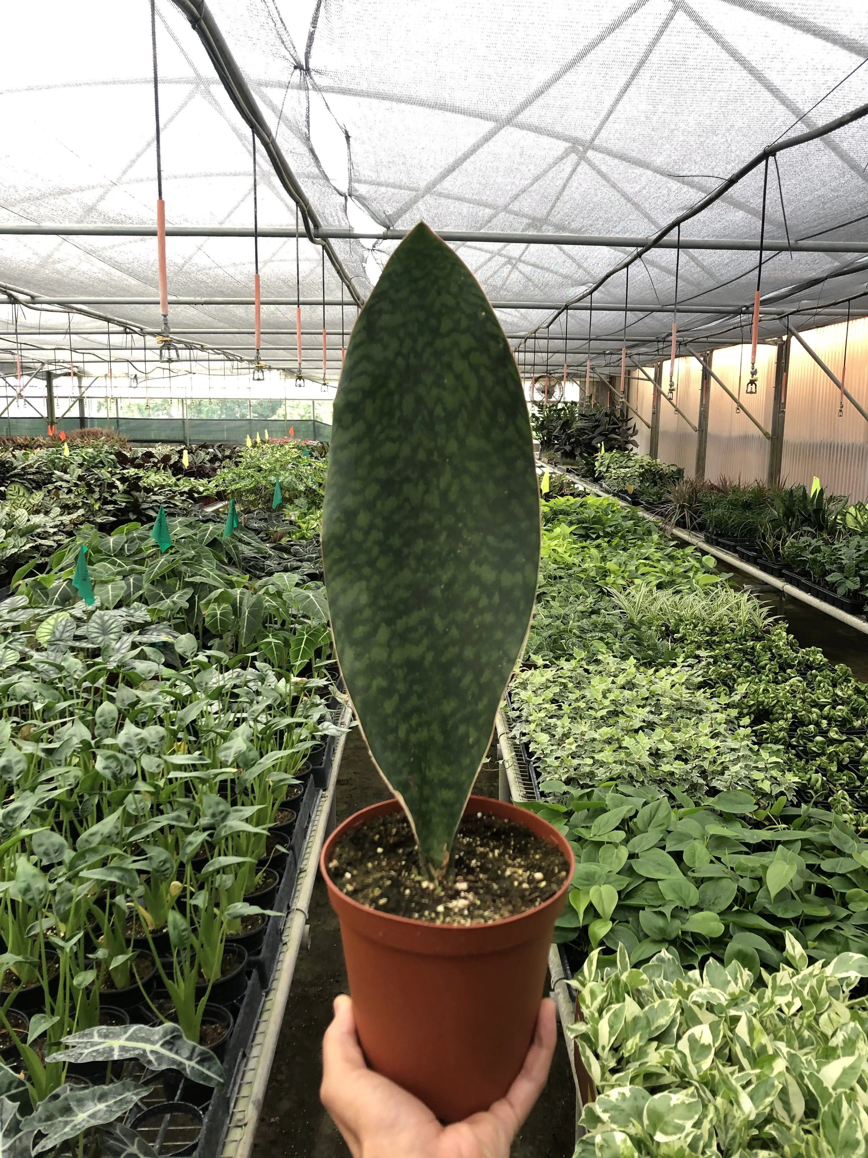 Shark Fin Snake Plant - Hive Plants -