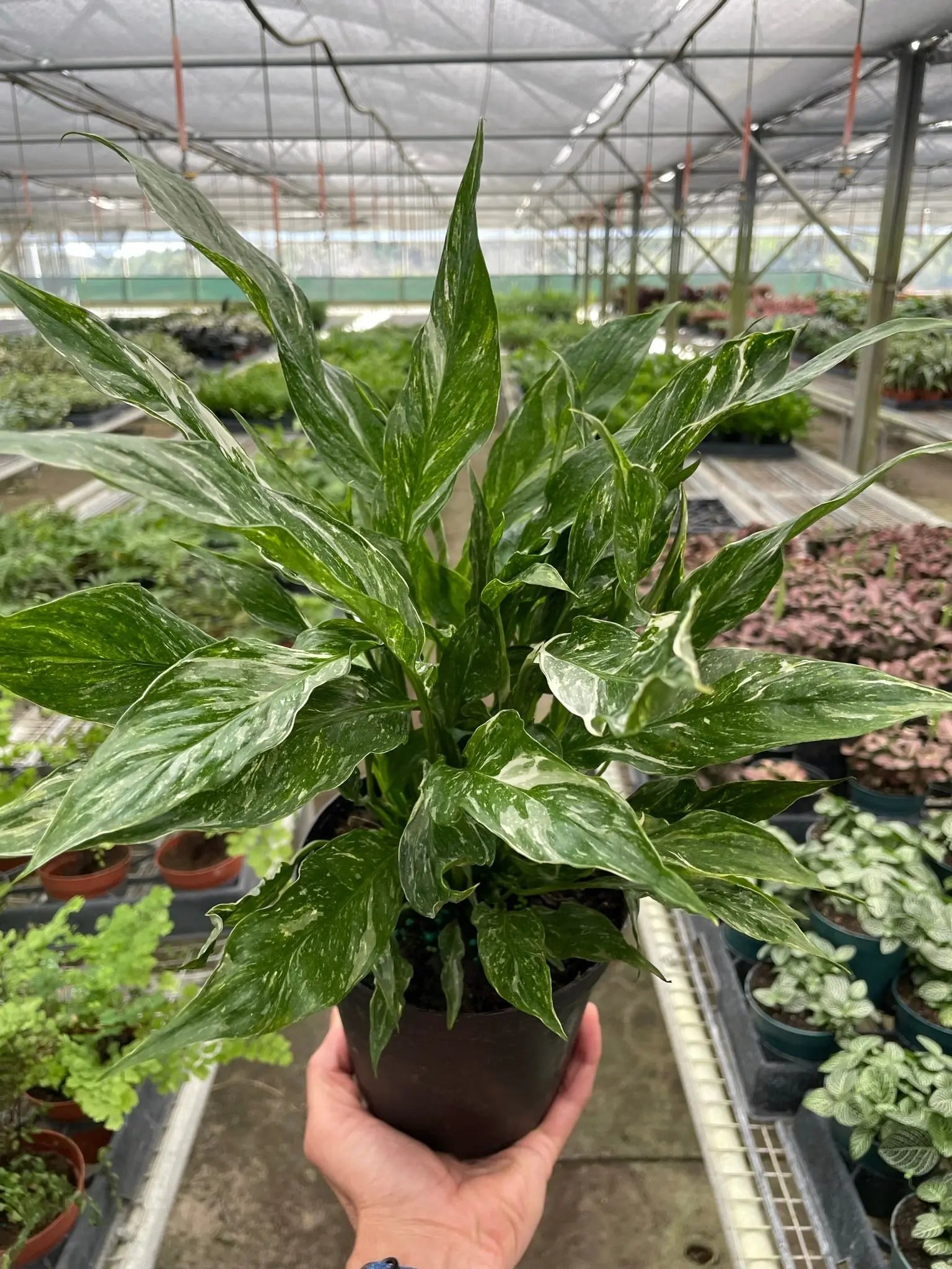 aglaonema peace lily Variegated Peace Lily 'Domino'