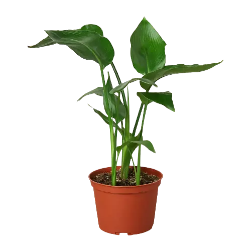 White Bird of Paradise &