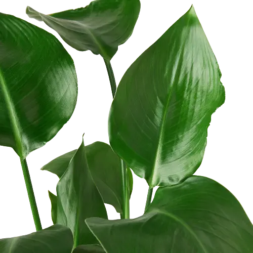 White Bird of Paradise &