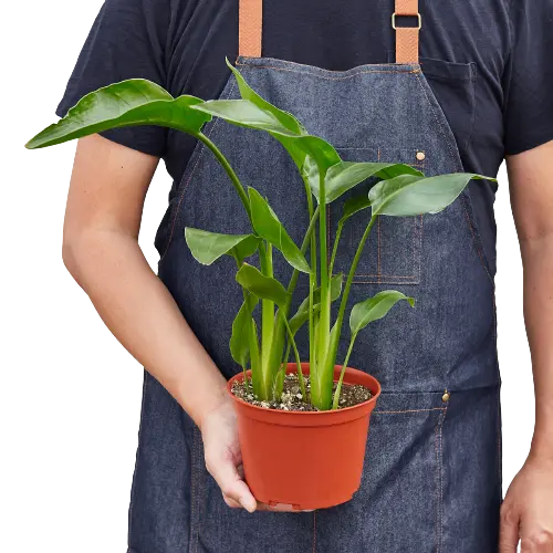 White Bird of Paradise &