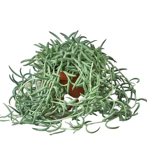 Senecio Succulent &