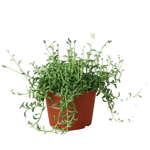 Succulent &