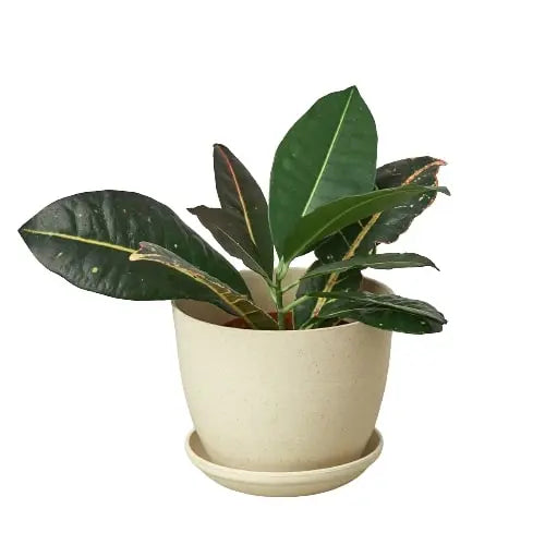 Plant Fiber Pot - Hive Plants -