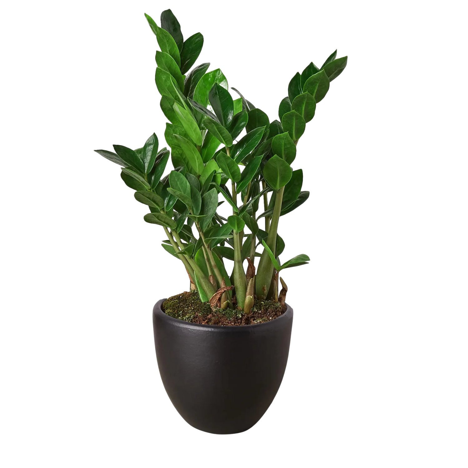 Zamioculcas Zamiifolia &