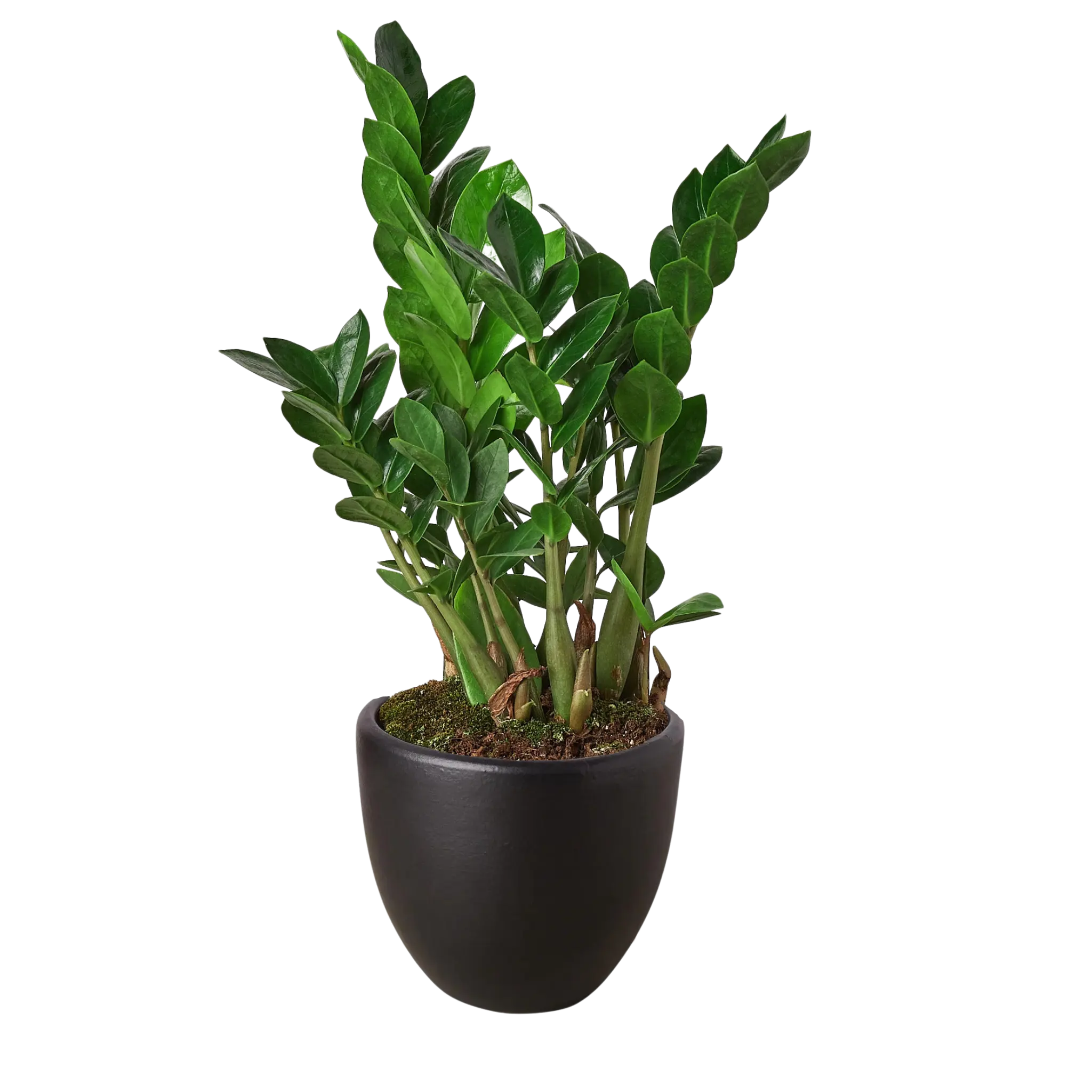Zamioculcas Zamiifolia &