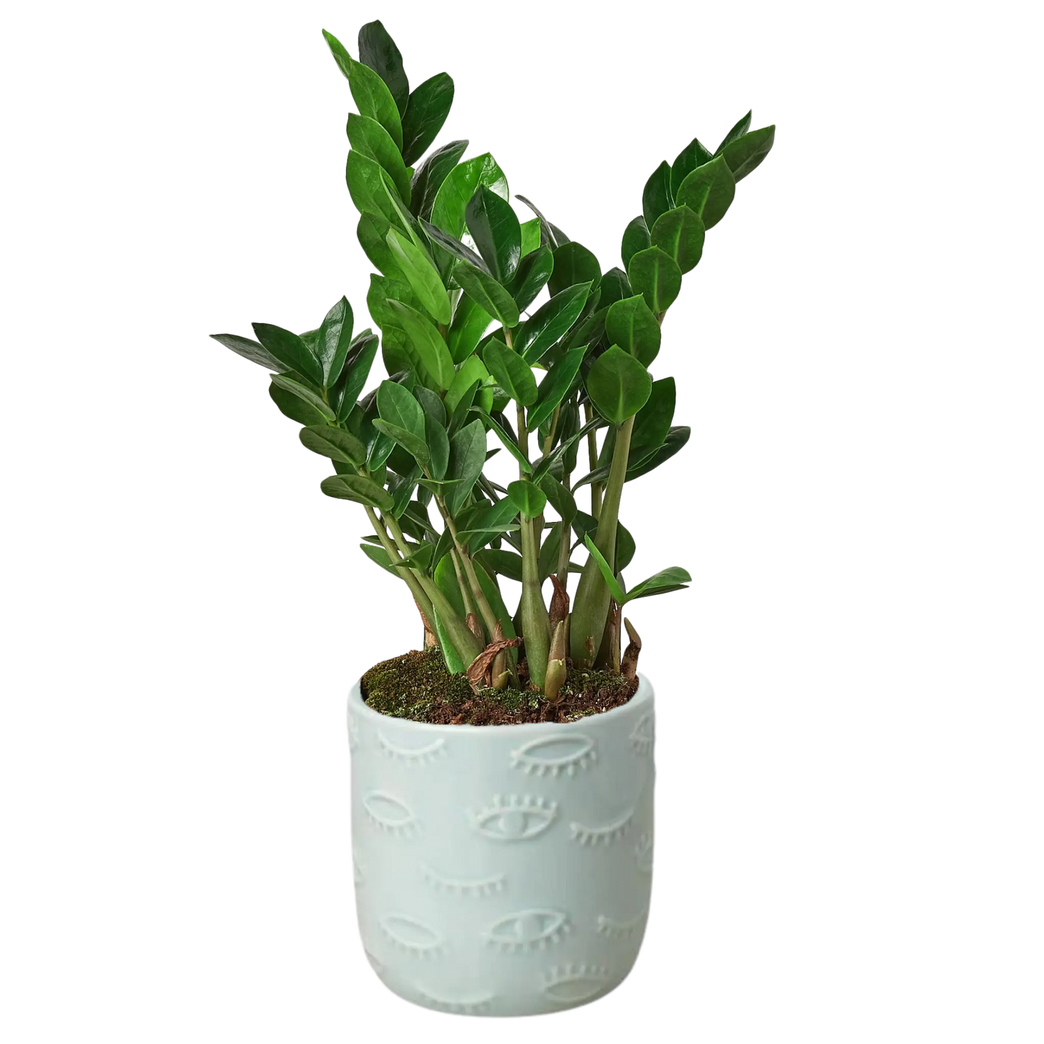 Zamioculcas Zamiifolia &