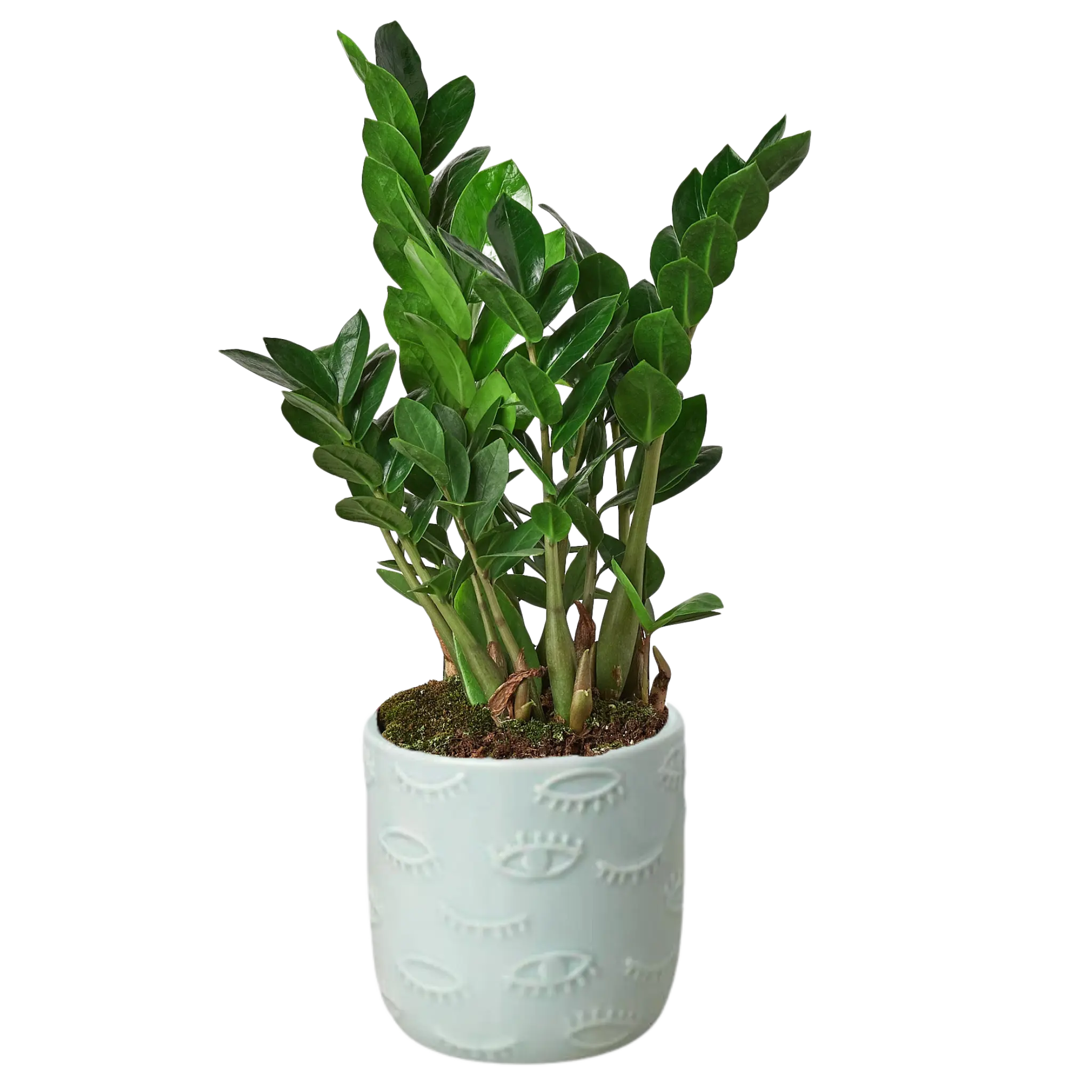 Zamioculcas Zamiifolia &