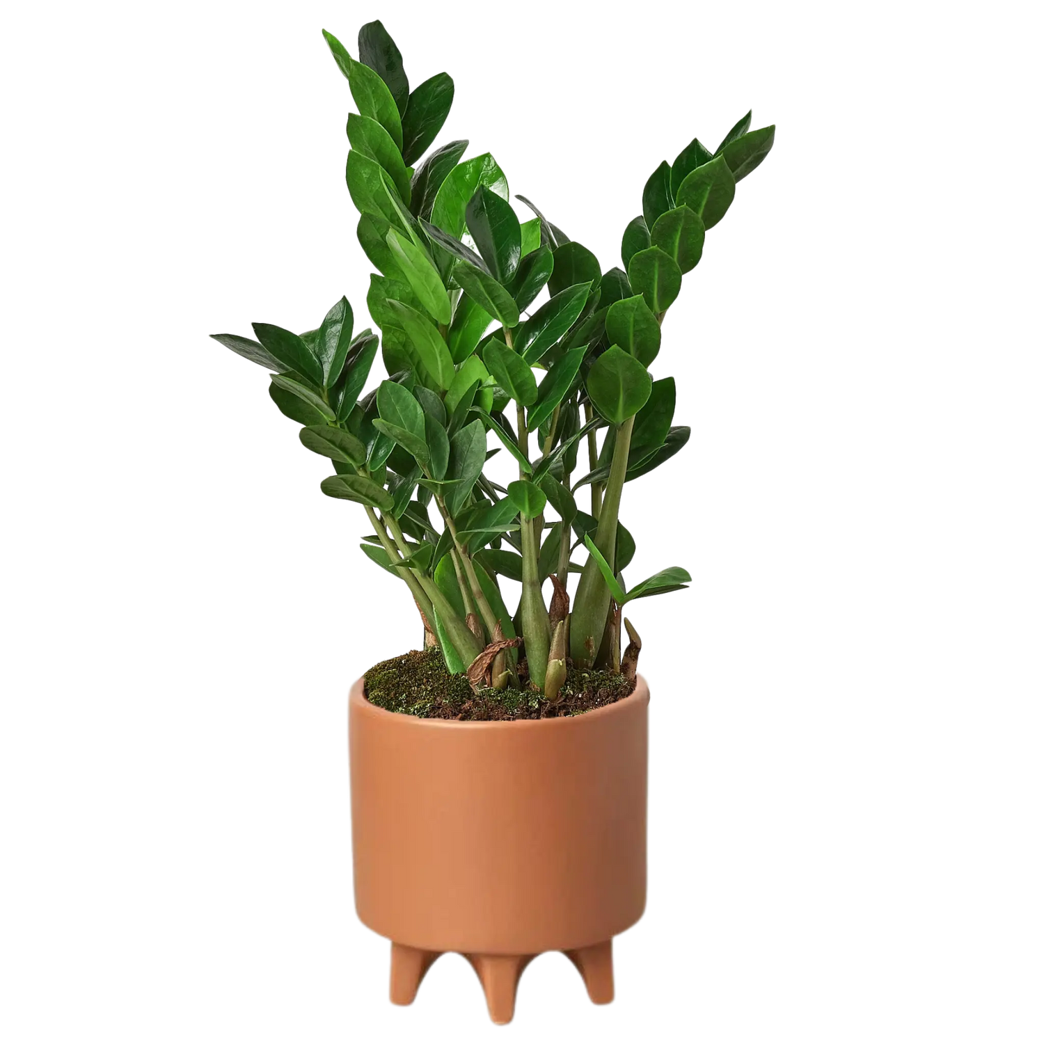 Zamioculcas Zamiifolia &