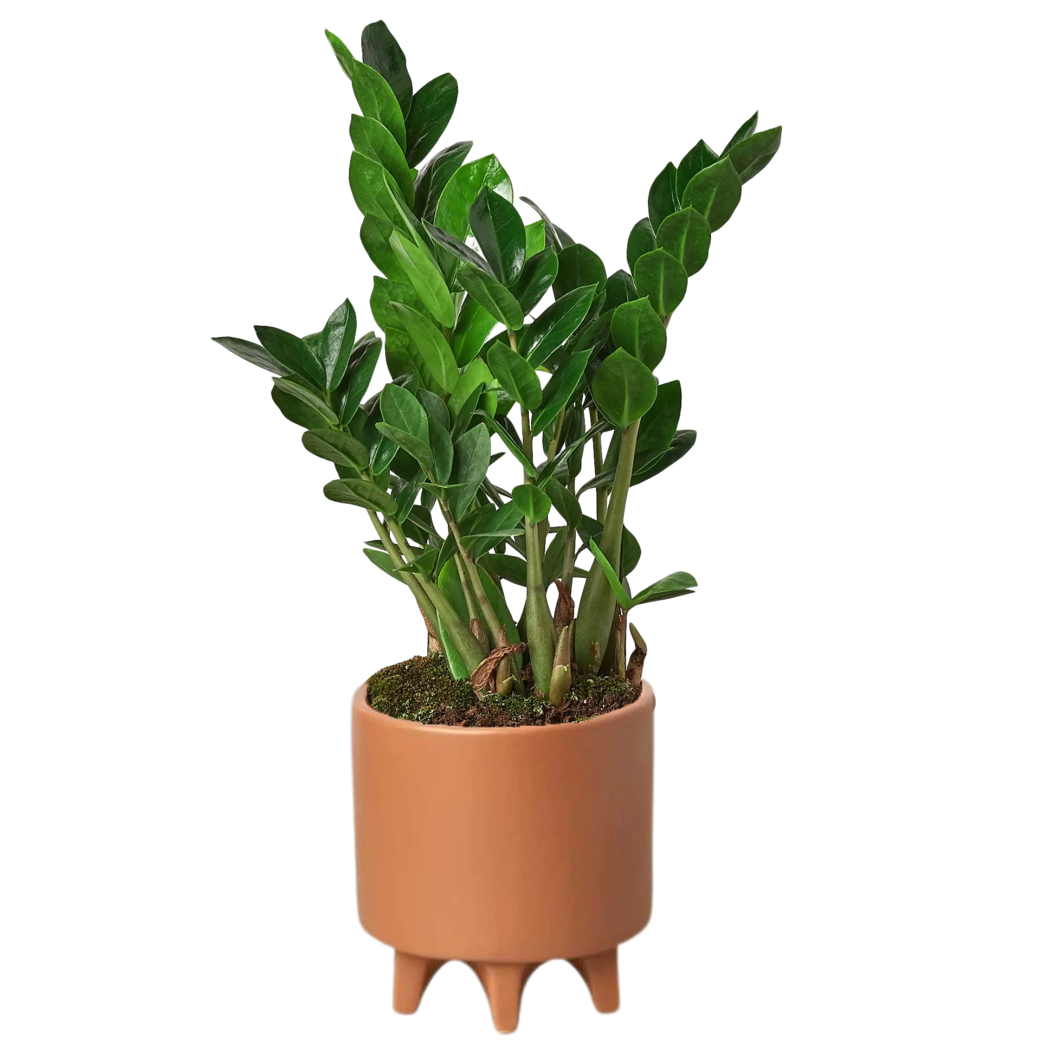 Zamioculcas Zamiifolia &