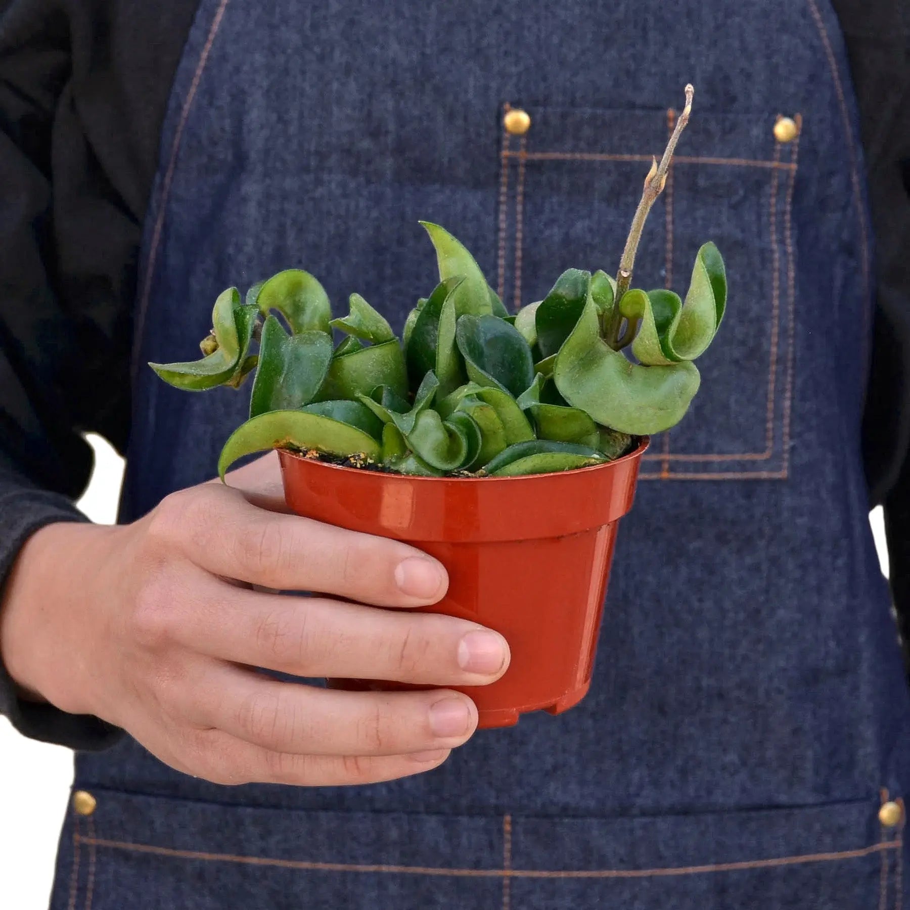Hoya "Rope Plant" - Hive Plants -