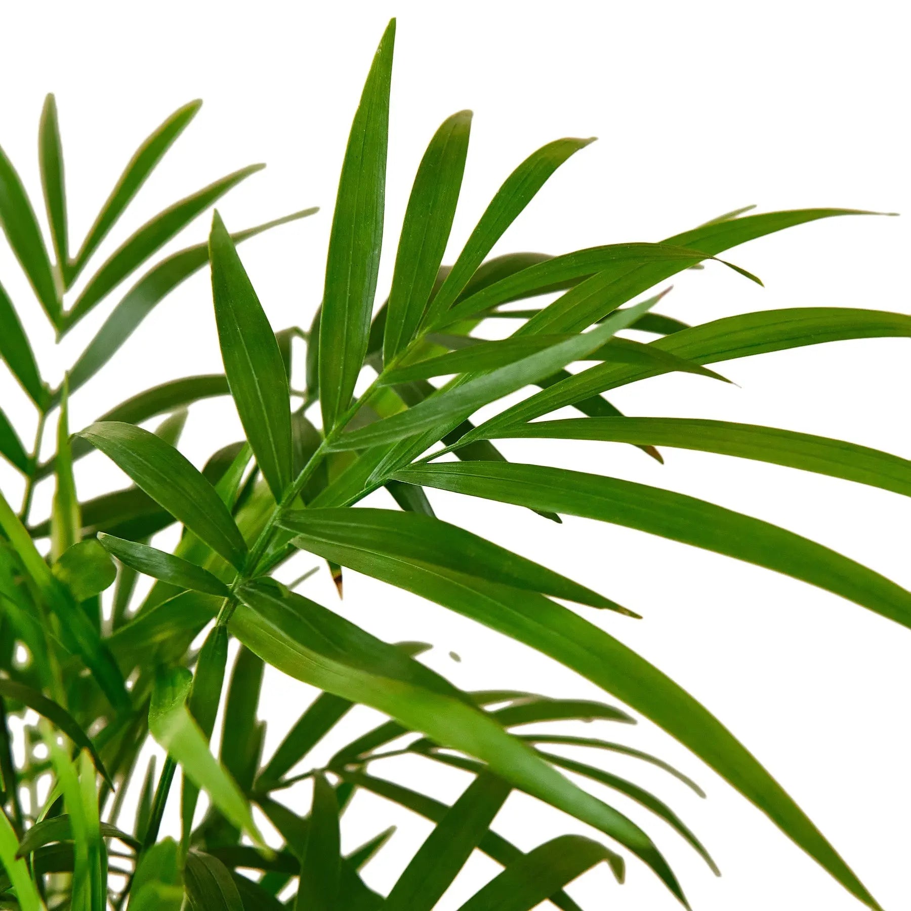 Parlor Palm - Hive Plants - Indoor & Outdoor Plants