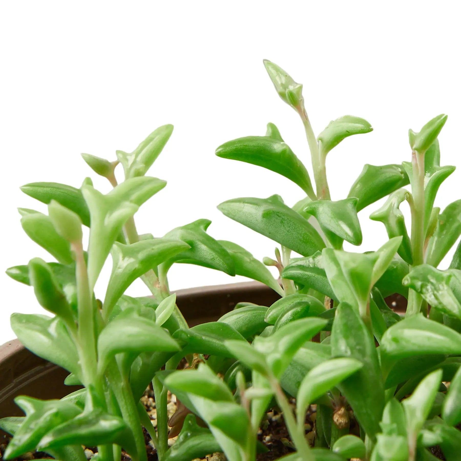 dolphin succulent plant near me Succulent 'String of Dolphins'