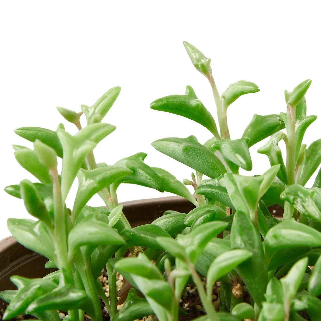 Succulent &