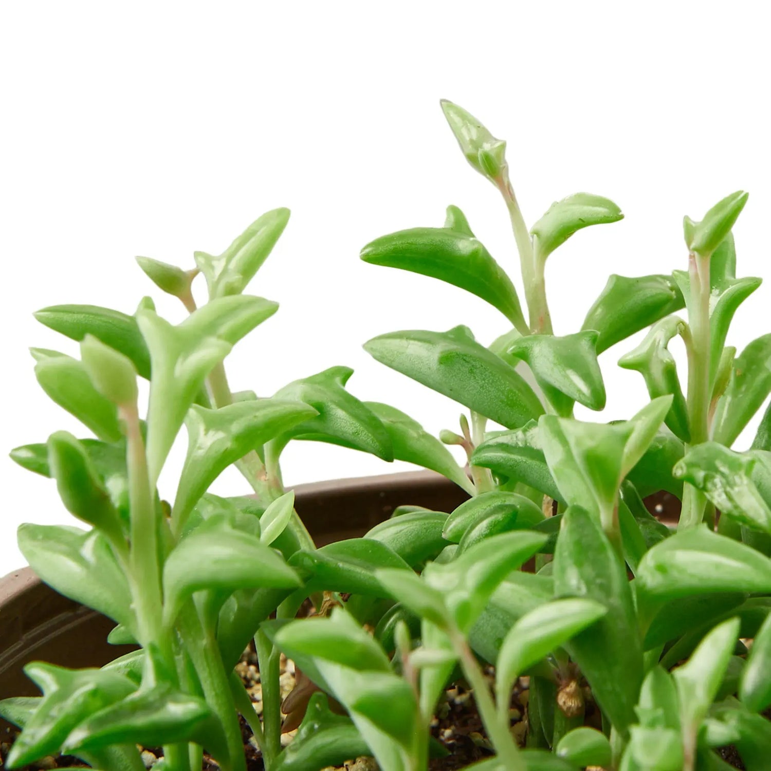 Succulent &