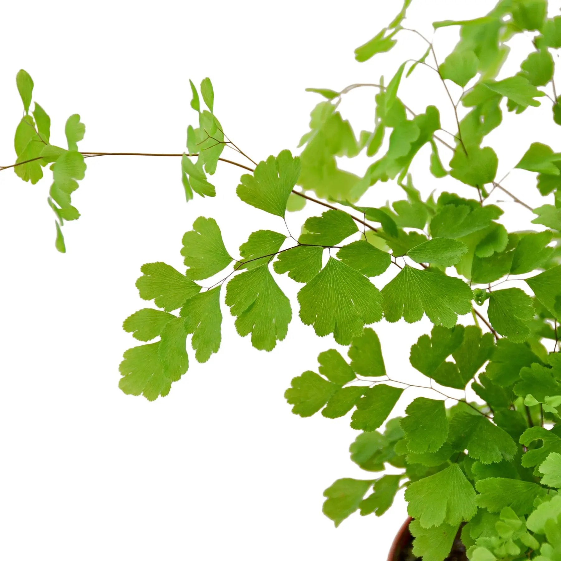 Maidenhair Fern - Hive Plants -