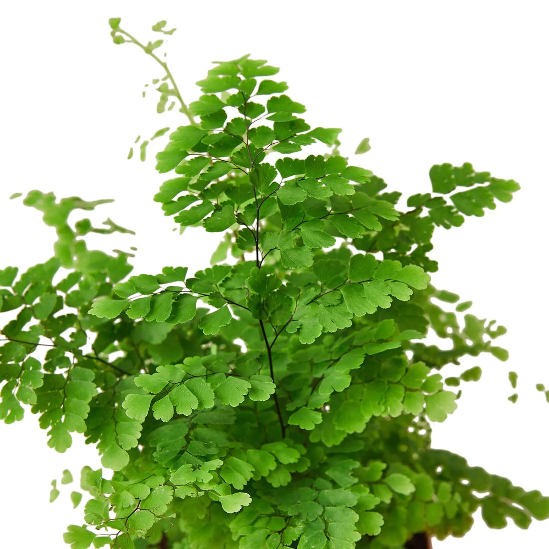 Maidenhair Fern - Hive Plants -