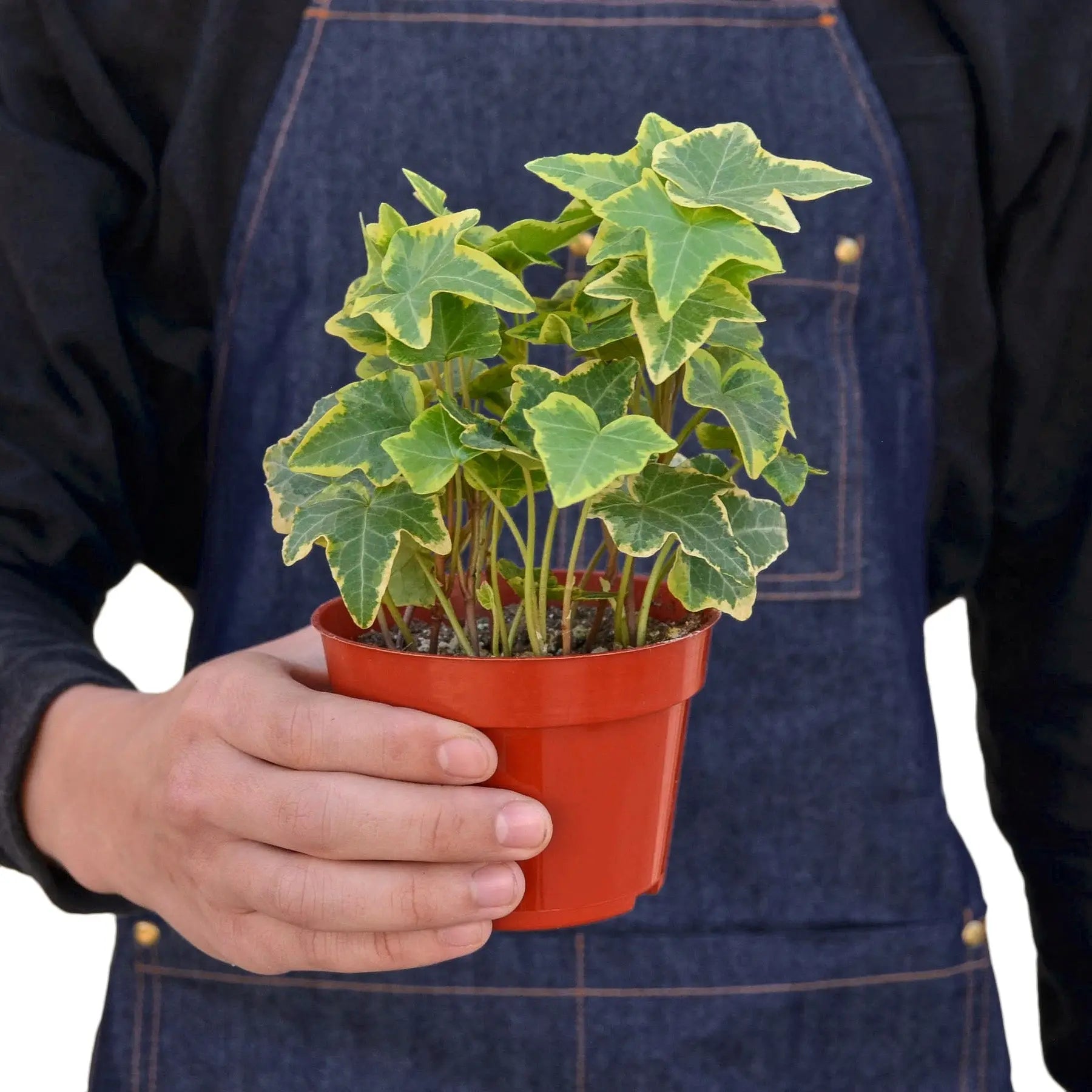 English Ivy &
