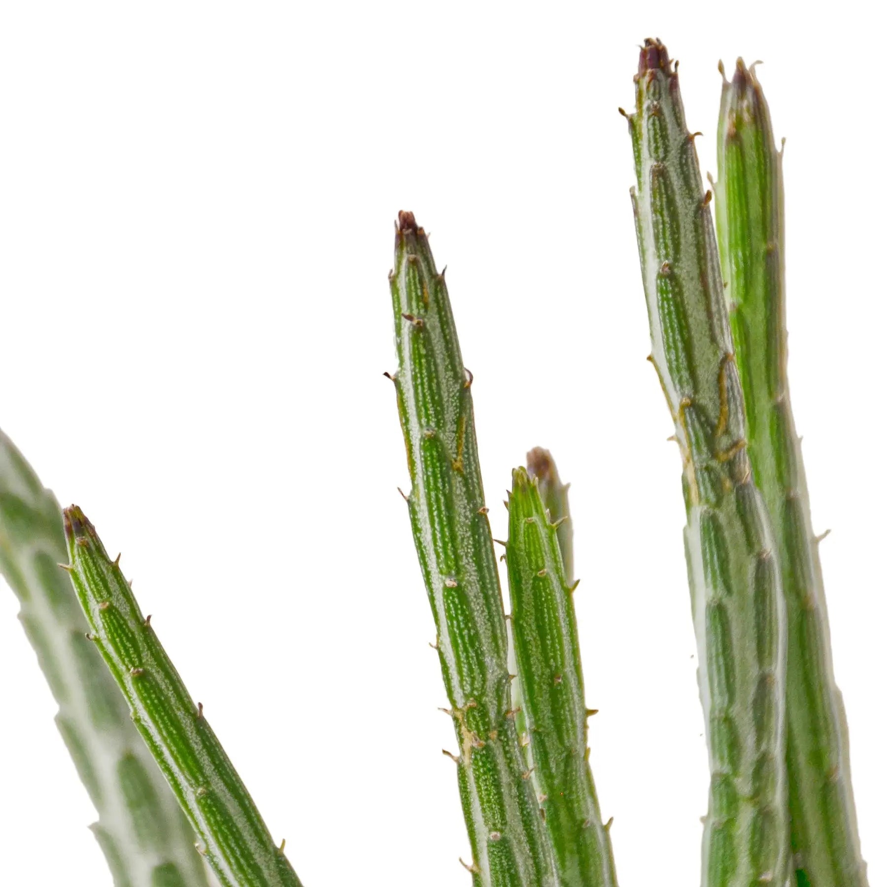 Senecio Stapeliiformis &