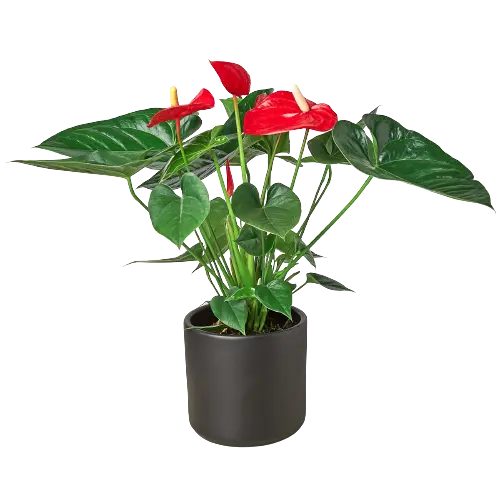 Anthurium Red - Hive Plants - Indoor & Outdoor Plants