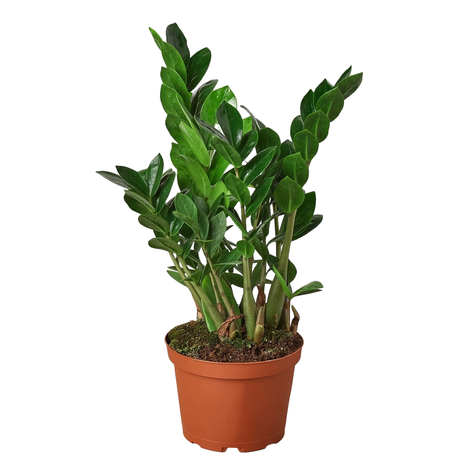 Zamioculcas Zamiifolia &