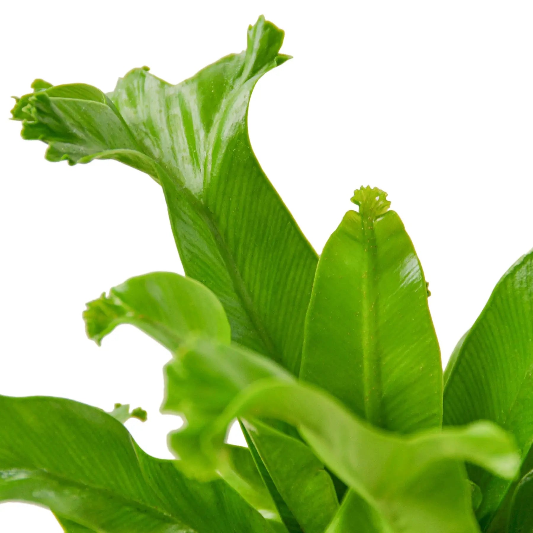 Bird’s Nest Leslie Fern - Hive Plants -