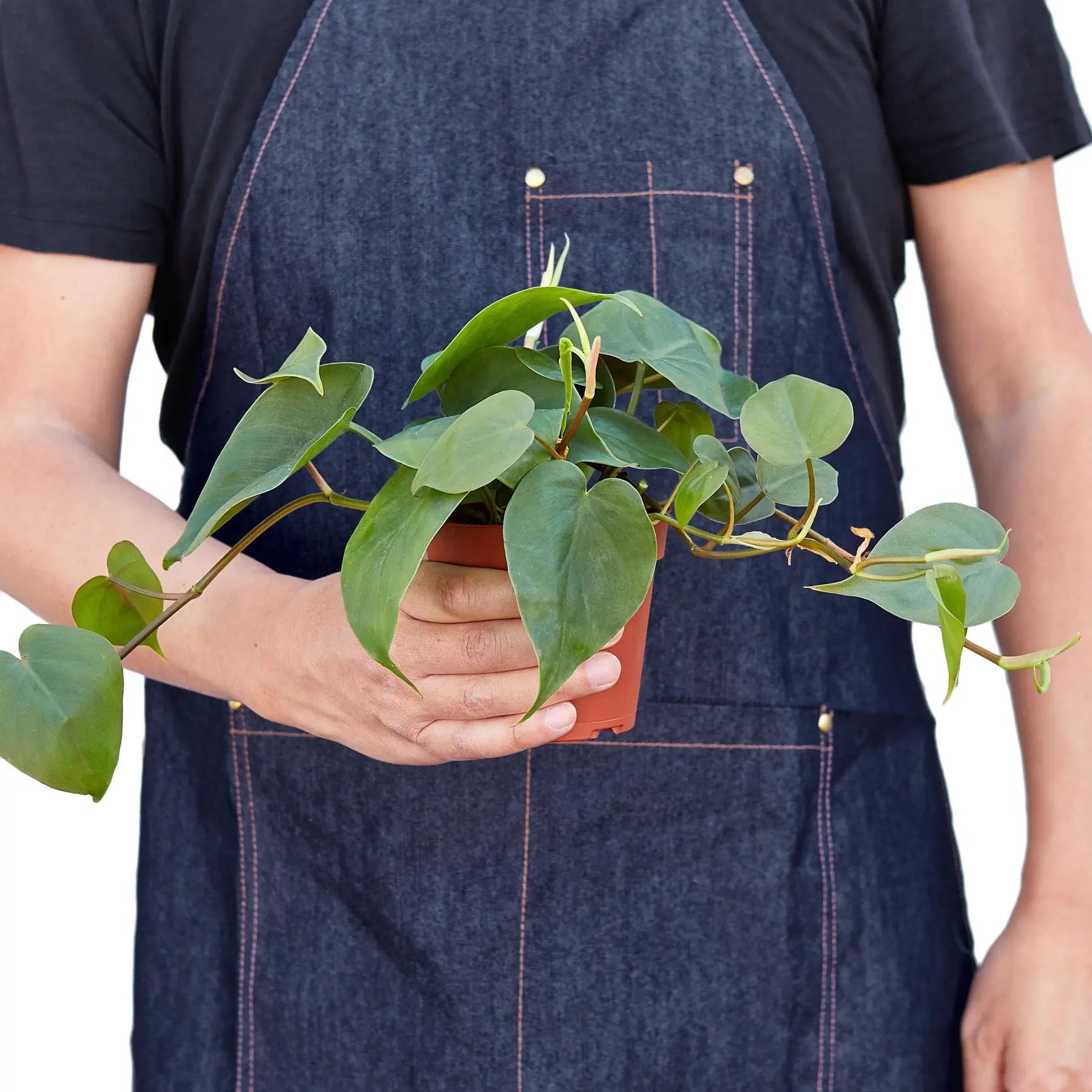 Philodendron &